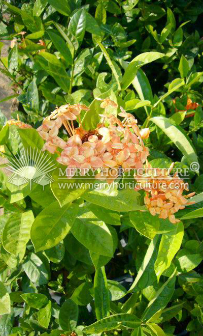 Ixora compacta orange